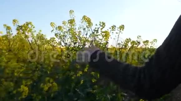 女的手抚摸着阳光明媚的油菜籽油菜花田庄稼慢动作4k视频的预览图