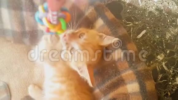 可爱的小猫玩快乐的摆玩具视频的预览图