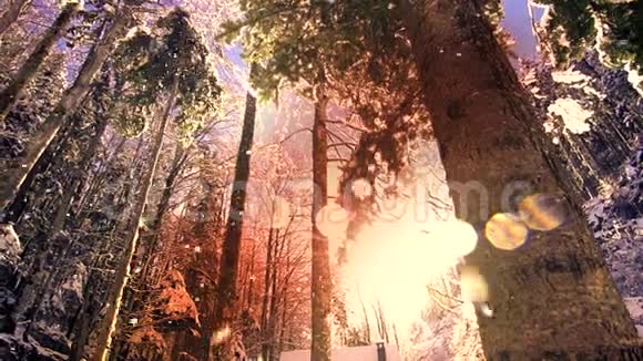 五彩缤纷的太阳耀日落雪冬林树视频的预览图