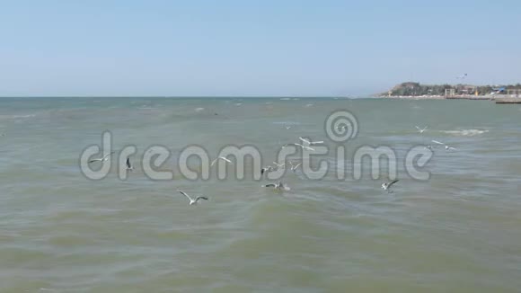 一群海鸥在波浪上低飞吃着面包视频的预览图