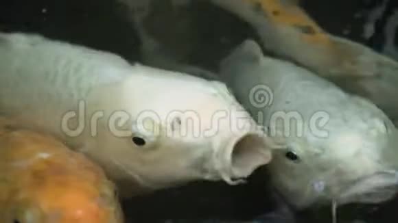碧色锦鲤鱼在水中游姿绰约池中彩锦鲤鱼视频的预览图