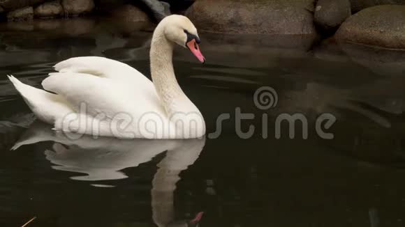 漂浮在小池塘里的白天鹅天鹅倒映在水中视频的预览图