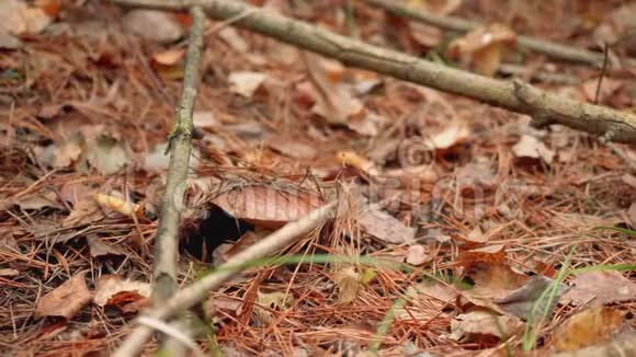 森林里的蘑菇秋林蘑菇采摘者采蘑菇视频的预览图