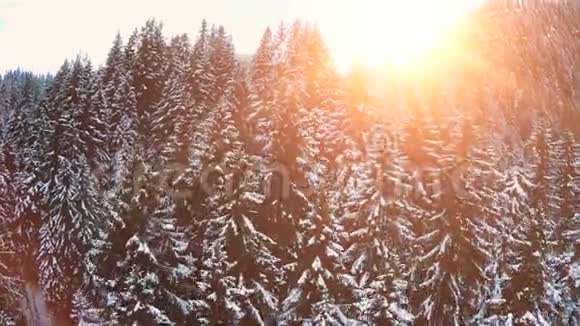 森林飞雪冬天的风景树木落日黄昏的天空视频的预览图