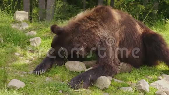 棕熊在一片空地上休息背景中的森林森林的野生生物视频的预览图