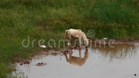 马吃草喝水视频的预览图
