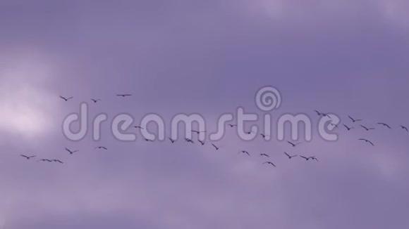 一群鸟飞过粉红的晚霞背景视频的预览图