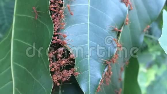 红蚂蚁在用树叶建造家园视频的预览图