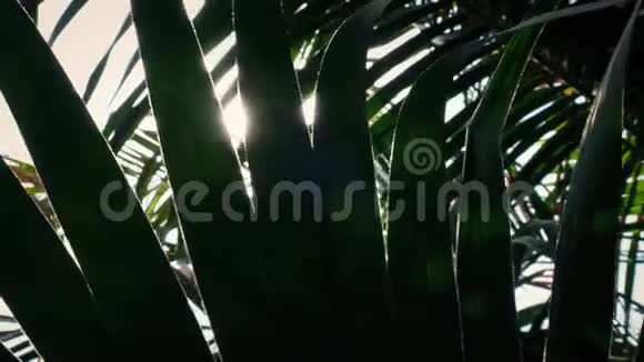 随着太阳闪烁穿过热带植物视频的预览图