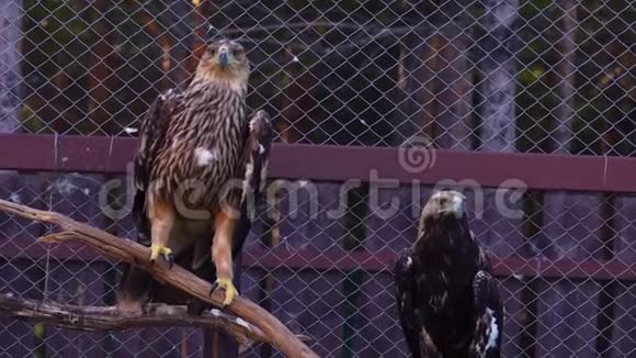 草原鹰鸟和鹰墓鸟静静地坐在动物园的围栏里视频的预览图