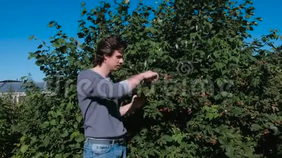 年轻的黑发男子吃树莓从乡下的灌木丛中撕下来视频的预览图