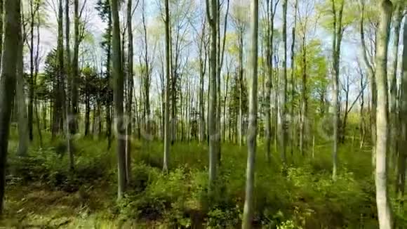 绿色森林树木树木植物自然背景夏季鸟瞰视频的预览图