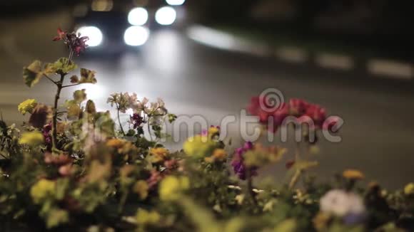 花与模糊的博克路背景在夜间视频的预览图