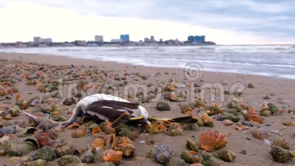 风暴过后沙滩上的拉潘贝壳中有一只死鸟视频的预览图