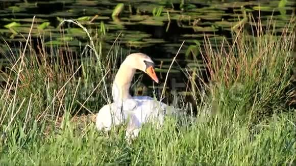 天鹅在池塘附近的巢里繁殖视频的预览图