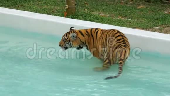 老虎在游泳池里喝水泰国老虎公园视频的预览图