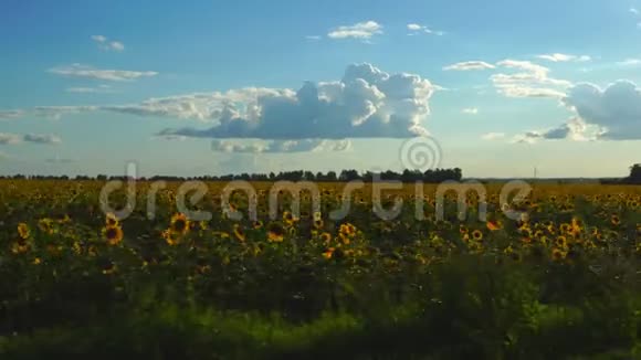 从火车或汽车的窗户上拍摄的向日葵盛开的田野视频的预览图
