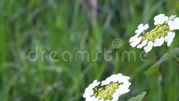白色的花在一片多汁的绿草的背景下随风摇摆视频的预览图