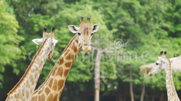 长颈鹿在大自然中休息视频的预览图