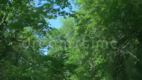从一辆移动的汽车的窗户看夏天森林中的群山4k慢动作视频的预览图