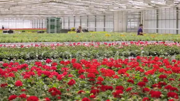 鲜花盛开的大温室和工人的全景视频的预览图