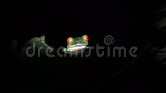 绿色青蛙红色眼睛一只热带绿蛙对抗黑蛙视频的预览图