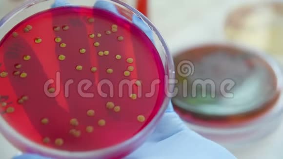 细菌实验室的培养皿视频的预览图