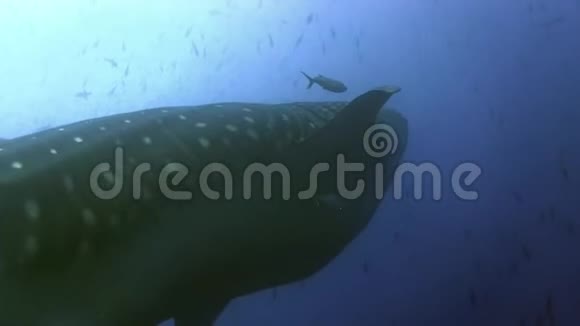 鲸鲨莱茵顿在达文岛附近加拉帕戈斯群岛视频的预览图