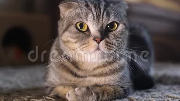 苏格兰褶皱猫科动物褶皱谎言视频的预览图