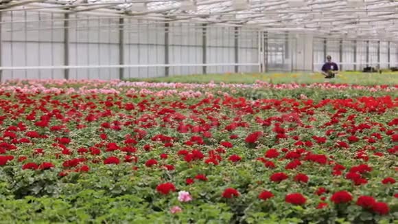 鲜花盛开的大温室和工人的全景视频的预览图