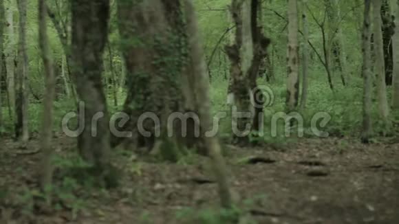带树干和根的黑暗森林的缓慢全景视频的预览图
