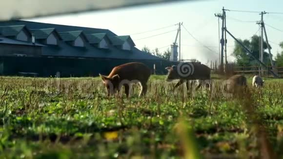 农场里的猪可爱的小猪看相机小猪跑在绿野上视频的预览图