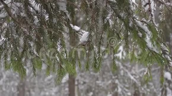 冬冷杉枝树积雪覆盖雪花飘落视频的预览图