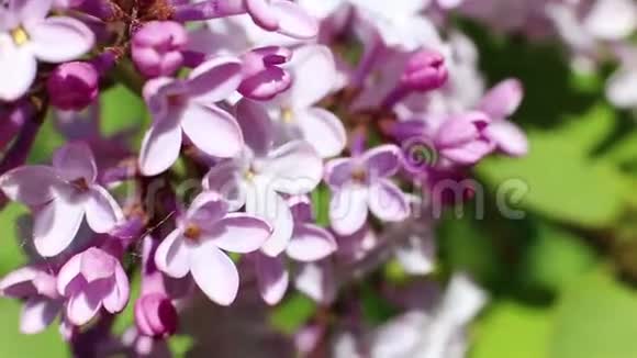 美丽的宏观视频一朵紫色的丁香花盛开视频的预览图