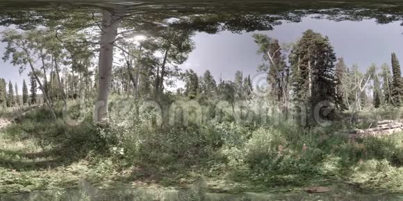 虚拟现实静态拍摄的森林从山顶视频的预览图