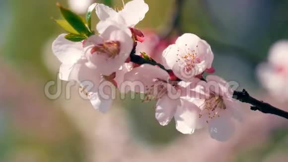 春天开花的树春天花朵美丽的柔和焦点镜头视频的预览图