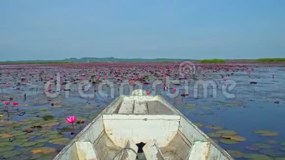 在红莲花中骑着木制的长尾船泰国ThaleNoi水禽保护区湖前景视频的预览图