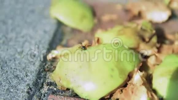 蚂蚁在破碎的苹果上奔跑视频的预览图
