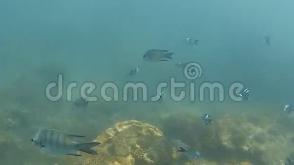 成群的斑马鱼在水下剥皮视频的预览图