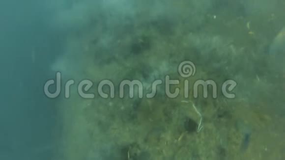 海底和灰鱼在水下视频的预览图
