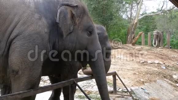 霍克霍开放动物园里的大象泰国视频的预览图