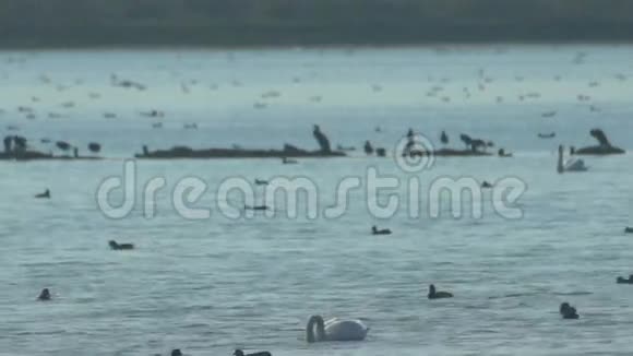 保加利亚波莫里沿海的鸟类视频的预览图