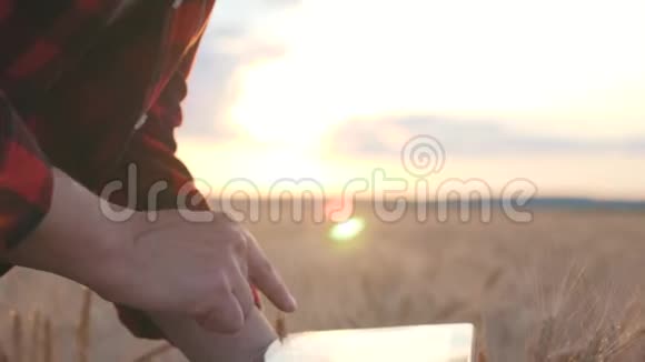 日落时分一个农民监视着小麦的收成大手慢点视频的预览图