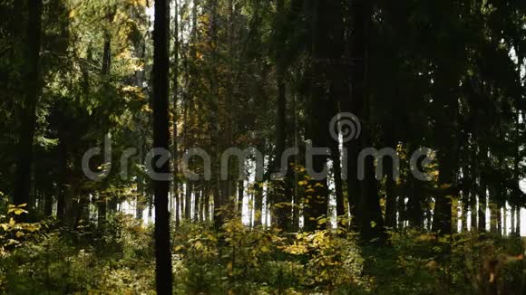 阳光穿过茂密的松林视频的预览图
