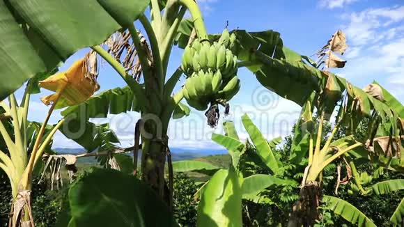 越南香蕉种植园视频的预览图