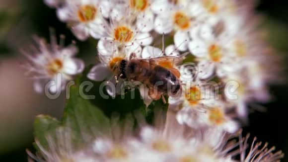 春天白色花序上的蜜蜂收集花粉春天的一夫一妻制白色花序摇摆于视频的预览图