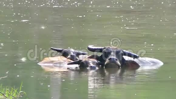 水牛在池塘里涉水降温视频的预览图