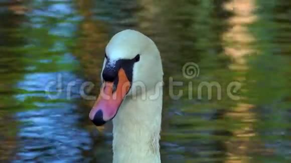 一只白色美丽的天鹅在两边观察他在一个小森林湖里游泳天鹅头的特写视频的预览图