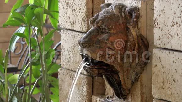 喷泉墙上的雕塑石狮子头从嘴里流出清水视频的预览图