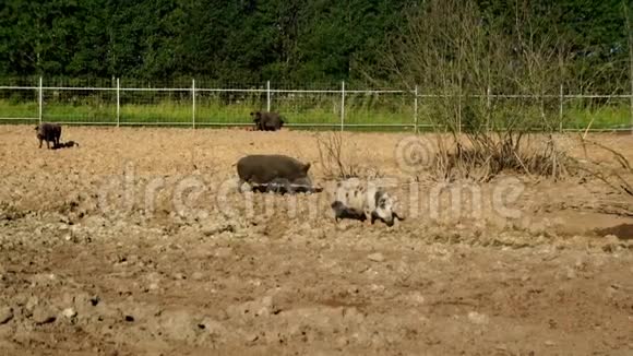 猪在牲畜场的泥土上行走农场里的猪养猪业牲畜视频的预览图